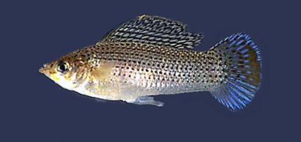 POECILIA LATIPINNA